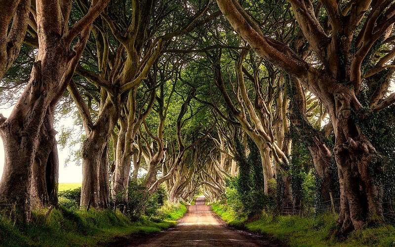 trees ireland
